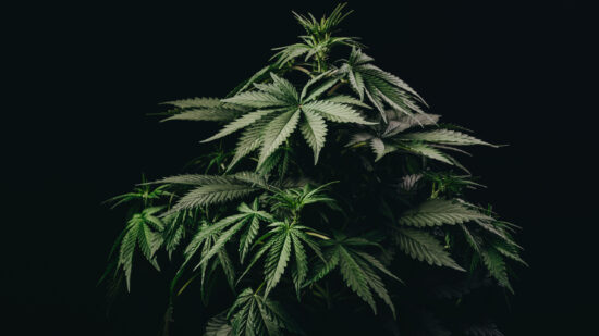 medical marijuana leaf, cannabis bush plant